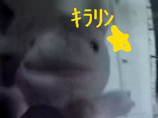 ピカっと光る~♪