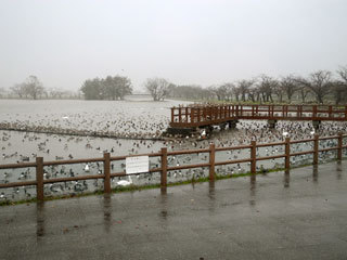 雨だったり
