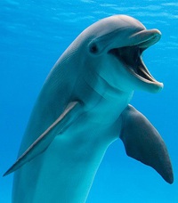 Dolphin…