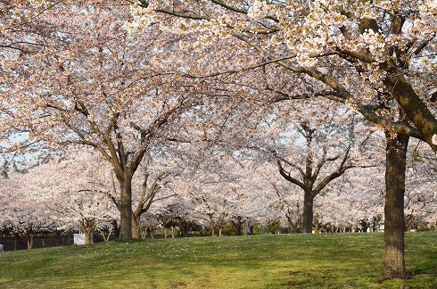 八戸に桜咲く