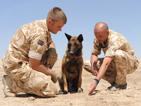 Royal Army Veterinary Corps