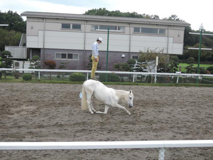 馬事公苑に馬の勉強に行ってきました