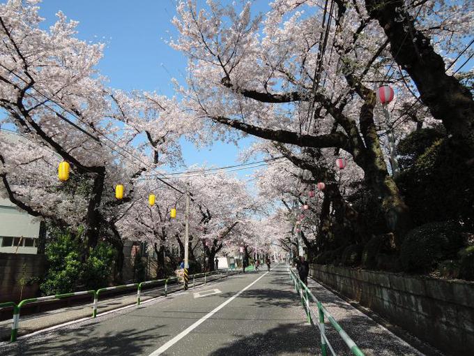 東京の桜見物