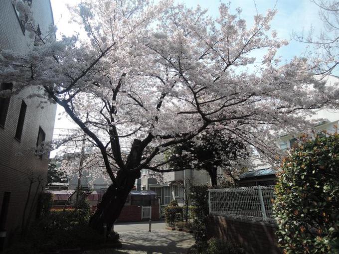 東京の桜見物
