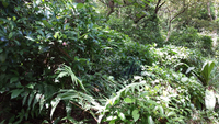 深緑のジャングルで抜群の迷彩効果、F.E.A.R. Camo「Creeper (クリーパー) 迷彩」