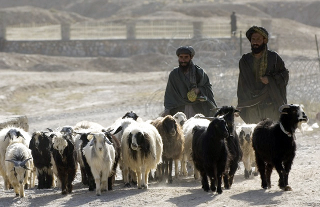 アフガニスタン展開中の英陸軍特殊部隊「SAS」が『羊飼い』に扮してテロリストに近付き襲撃。20名を排除