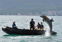米海軍、モンテネグロでイルカを使った機雷除去訓練を実施