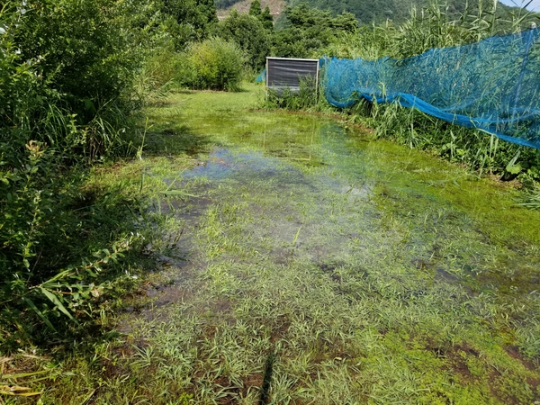 悲しいお知らせです 悲しいお知らせです