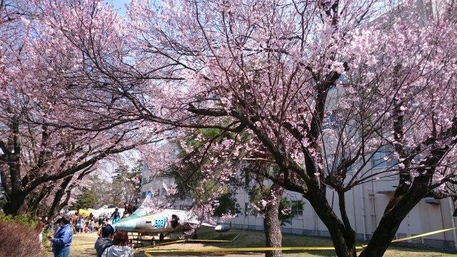 独り身の桜大鑑賞祭り in 航空自衛隊熊谷基地