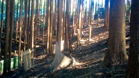 あまり写さない山の中です(^ー^)ノ あまり写さない山の中です(^ー^)ノ