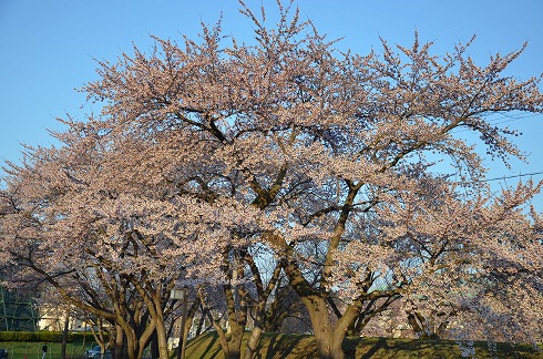 Spring has come in Hachinohe.やっと八戸にも春が来た＾＾