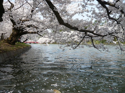 ５月１日弘前城桜満開