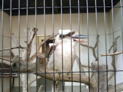 ナイトZOO
