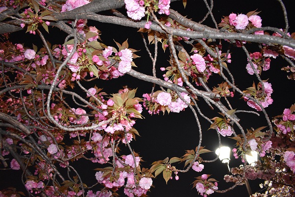 造幣局の桜　夜