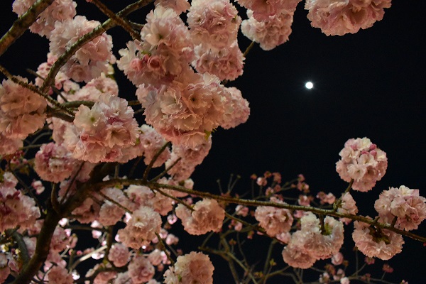 造幣局の桜　夜