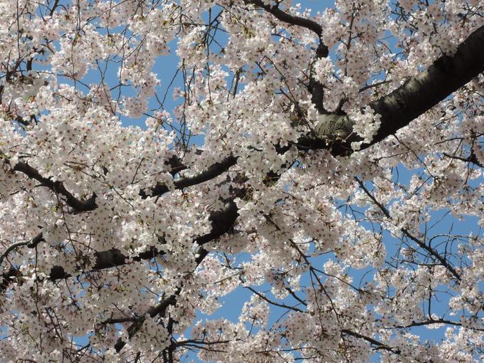 友人が見た東京の桜