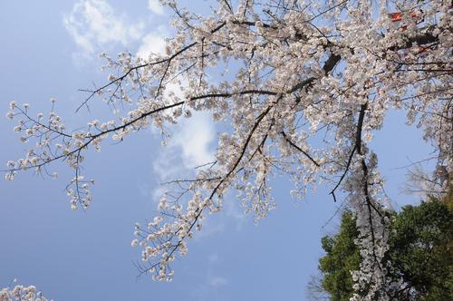 2019　アロハ桜植樹１周年花見会