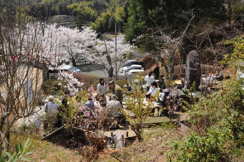 2019　アロハ桜植樹１周年花見会