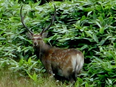 ８．繁殖期のエゾ鹿の群れの特徴。