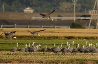 ツルの第一陣渡来とな！