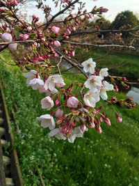 日本の桜