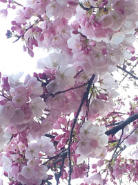 日本の桜