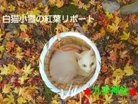 白猫小雪の紅葉リポート(九手神社)