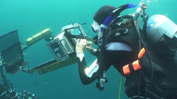 アメリカ海軍が注目する魚のカモフラージュ術