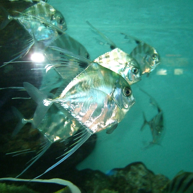 アメリカ海軍が注目する魚のカモフラージュ術