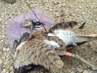 ハイテク「鳥型ドローン」か!? タリバン謹製、自爆ベスト着用した猛禽類が初めて確認される