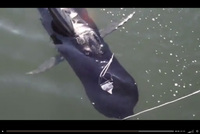 米海軍が開発した潜水ロボット (UUV) ゴースト・スイマーの動画が公開