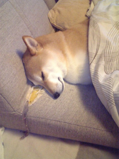 おやすみです