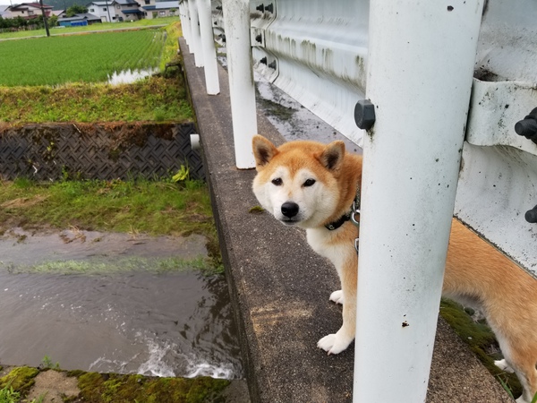 ７月７日ビミョーな曇り