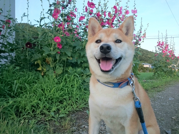 今日は中止です