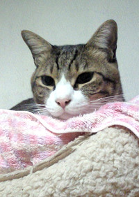 眠いにゃ～ 2016/12/08 11:28:00