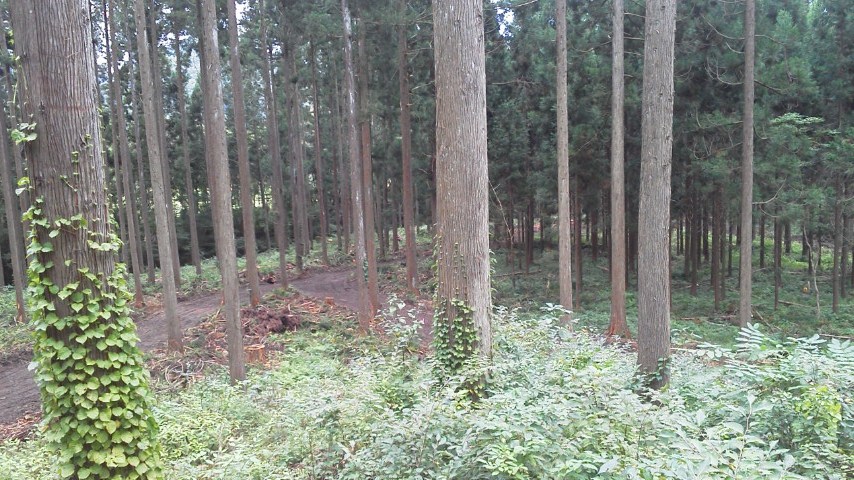 伐採終了か！