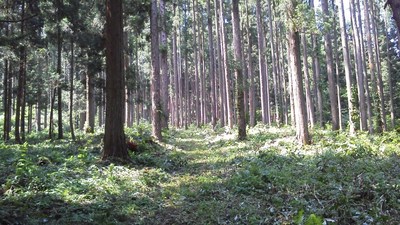 フィールド整備要請
