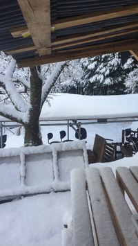 めちゃ雪でごめんなさい(´･_･`)